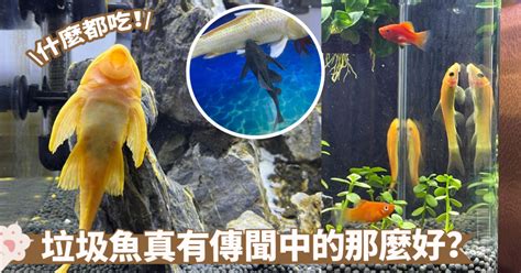 垃圾魚|垃圾魚才不是真正的清道夫囉！揭示水族箱清潔達人背。